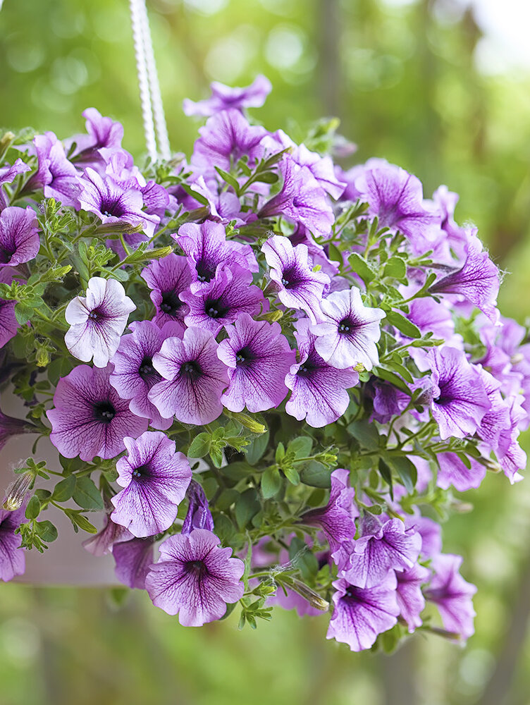 Petunien pflegen: Standort, Gieen, Dngen & Sorten | Blumen Risse - Blumen  Risse
