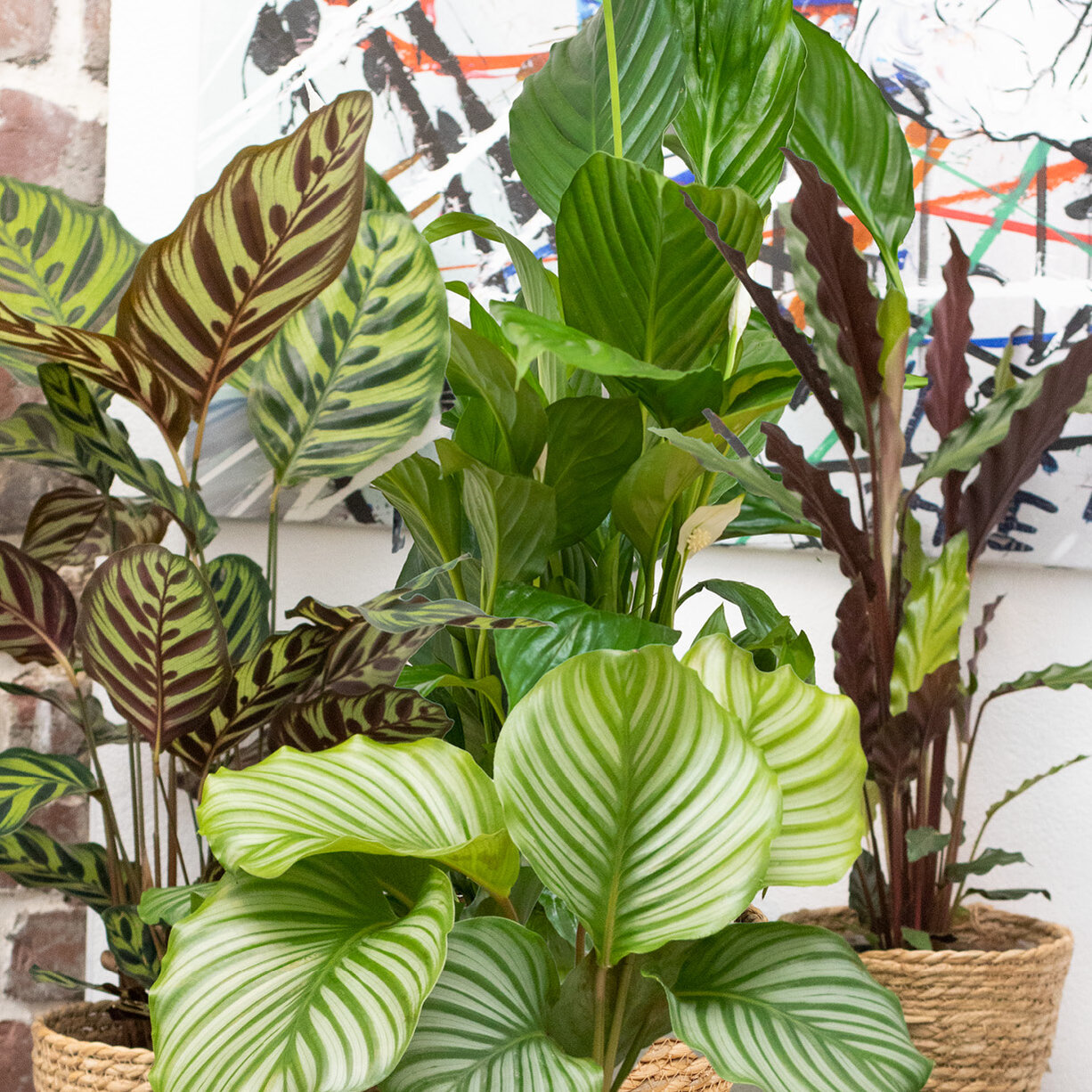 alocasia yucatan princess variegata Alocasia Yucatan Princess Variegata, watercolor variegation, tropical  houseplant, green-yellow foliage, rare Alocasia, glossy leaves, Casa  Botanica – Casa Botanica main image 1