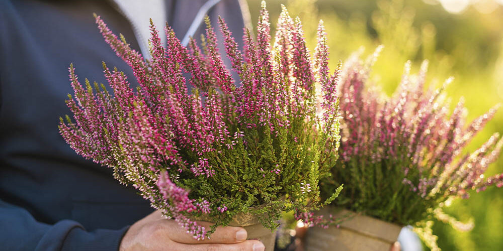  	Die Blütenpracht der Callunen, die von zartem Rosa bis zu tiefem Rot reicht, ist bei Blumen-Risse in höchster Qualität erhältlich.