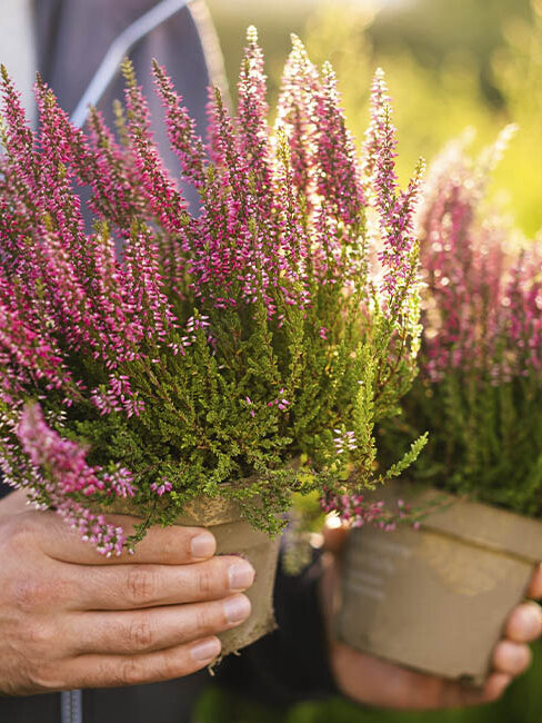  	Die Blütenpracht der Callunen, die von zartem Rosa bis zu tiefem Rot reicht, ist bei Blumen-Risse in höchster Qualität erhältlich.