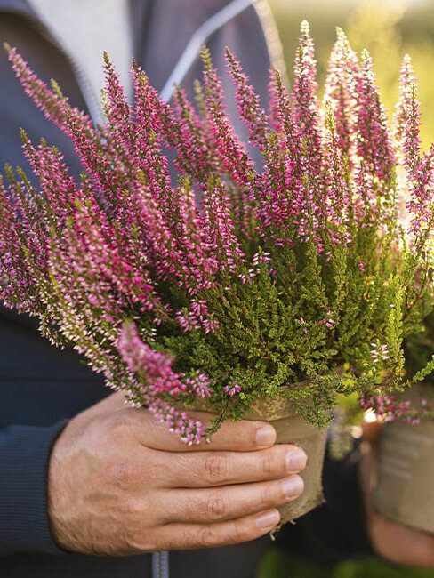  Die Blütenpracht der Callunen, die von zartem Rosa bis zu tiefem Rot reicht, ist bei Blumen-Risse in höchster Qualität erhältlich.
