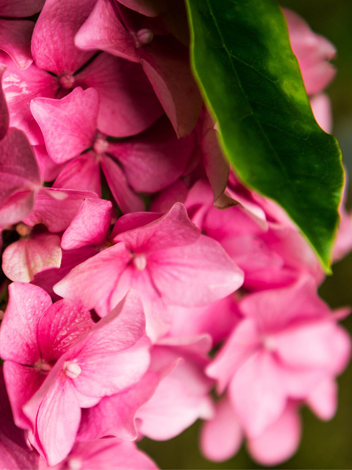 Blumen-Risse, Sortiment, Pflanzen, Beetpflanzen, Bauernhortensie, Rosa, Pink, Gruen, Bluete, Hortensie, Ausschnitt 