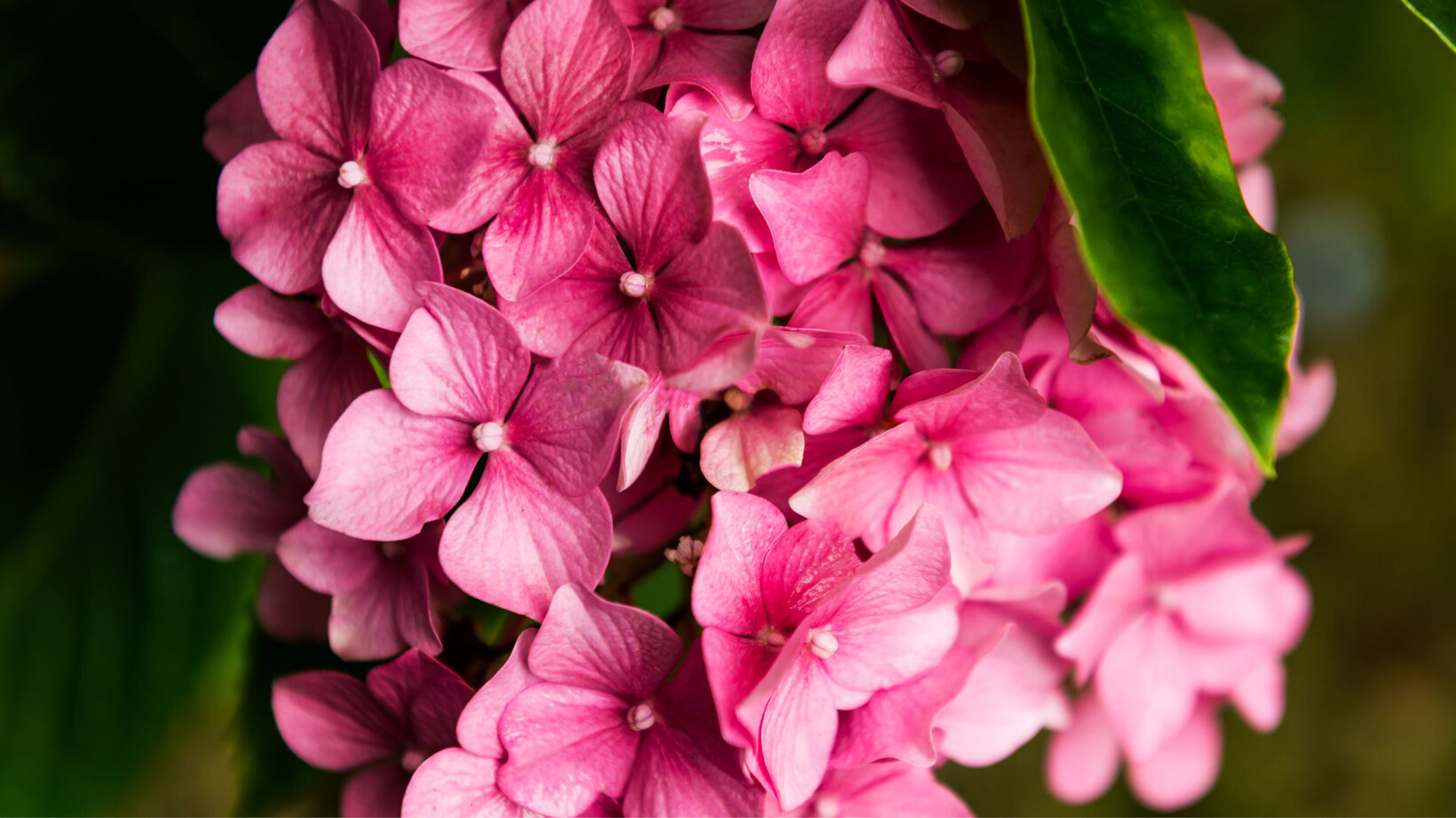 Blumen-Risse, Sortiment, Pflanzen, Beetpflanzen, Bauernhortensie, Rosa, Pink, Gruen, Bluete, Hortensie, Ausschnitt 