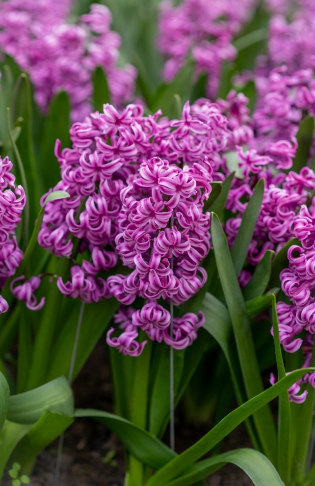 Blumen-Risse, Ratgeber, Hyacinthoides, Lila, Gruen