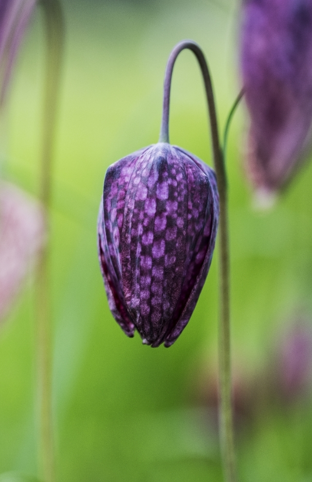 Blumen-Risse, Ratgeber, Schachbrettblume, Gruen, Lila