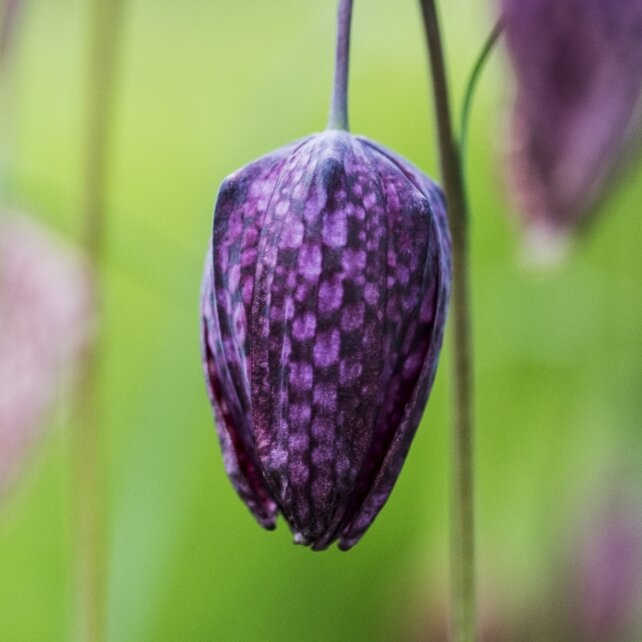 Blumen-Risse, Ratgeber, Schachbrettblume, Gruen, Lila
