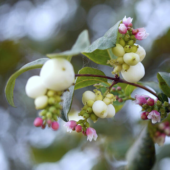 Blumen-Risse, Ratgeber, Winter, winterliche-Zierstraeucher-mit-Beerenschmuck, Rosa, Weiss, Gruen, Schneebeerenstrauch, Bluete, Frucht, Strauch, Garten