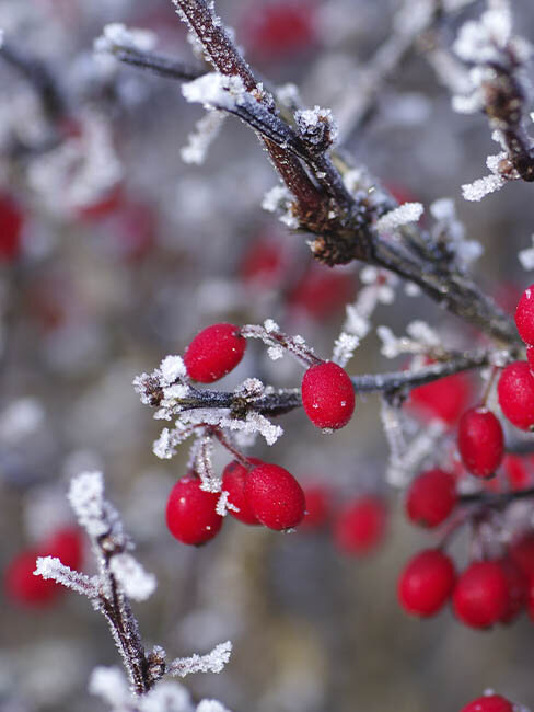 Blumen-Risse, Ratgeber, Winter, winterliche-Zierstraeucher-mit-Beerenschmuck, Rot, Braun, Berberitze, Beeren, Garten, Vogelfutter, Winter, Eiskristalle