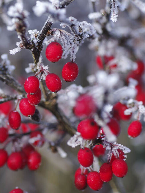 Blumen-Risse, Ratgeber, Winter, winterliche-Zierstraeucher-mit-Beerenschmuck, Rot, Braun, Berberitze, Beeren, Garten, Vogelfutter, Winter, Eiskristalle