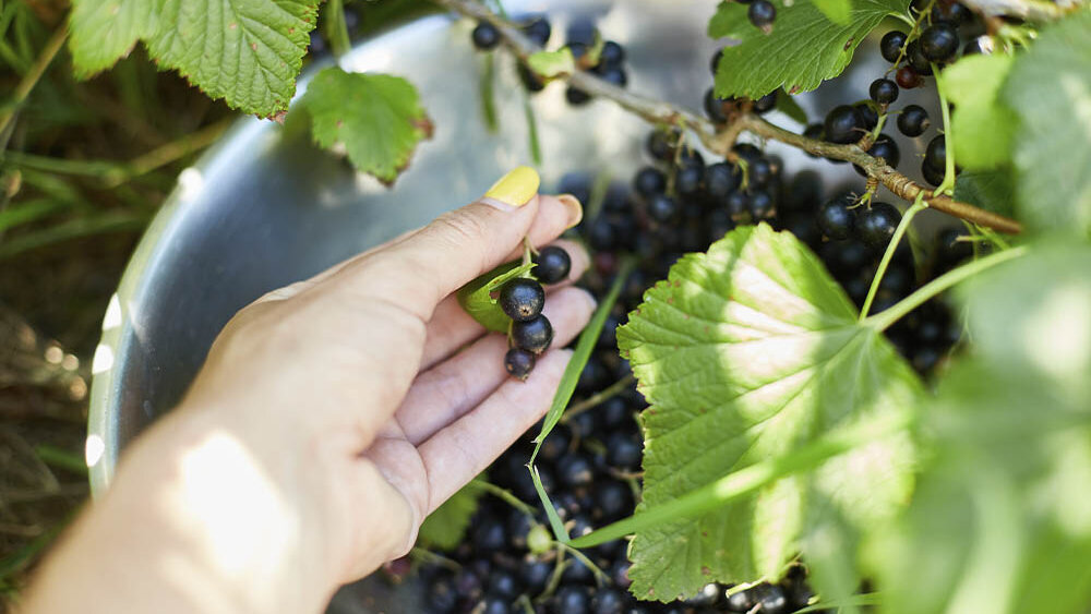 Blumen-Risse, Sortiment, Pflanzen, Obst-und-Gemuese, Beerenstraeucher, Johannisbeere, Schwarz, Gruen, Silber, Beige, Schwarze-Johannisbeeren, Strauch, Pflanze, Reif, Ernten, Hand, Schuessel, Beeren