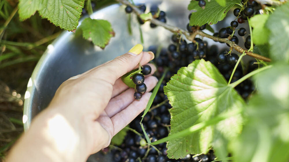 Blumen-Risse, Sortiment, Pflanzen, Obst-und-Gemuese, Beerenstraeucher, Johannisbeere, Schwarz, Gruen, Silber, Beige, Schwarze-Johannisbeeren, Strauch, Pflanze, Reif, Ernten, Hand, Schuessel, Beeren