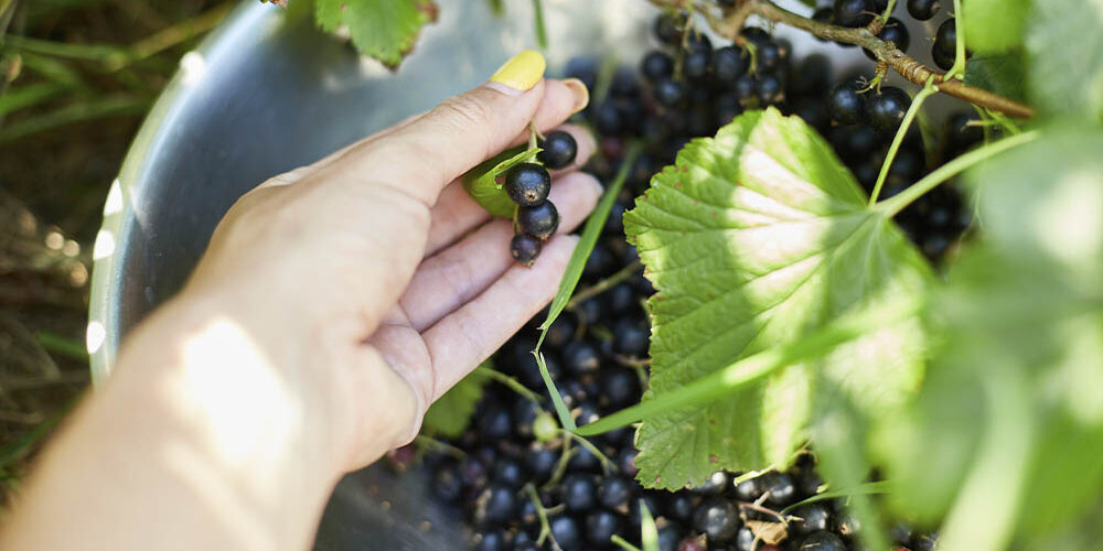 Blumen-Risse, Sortiment, Pflanzen, Obst-und-Gemuese, Beerenstraeucher, Johannisbeere, Schwarz, Gruen, Silber, Beige, Schwarze-Johannisbeeren, Strauch, Pflanze, Reif, Ernten, Hand, Schuessel, Beeren