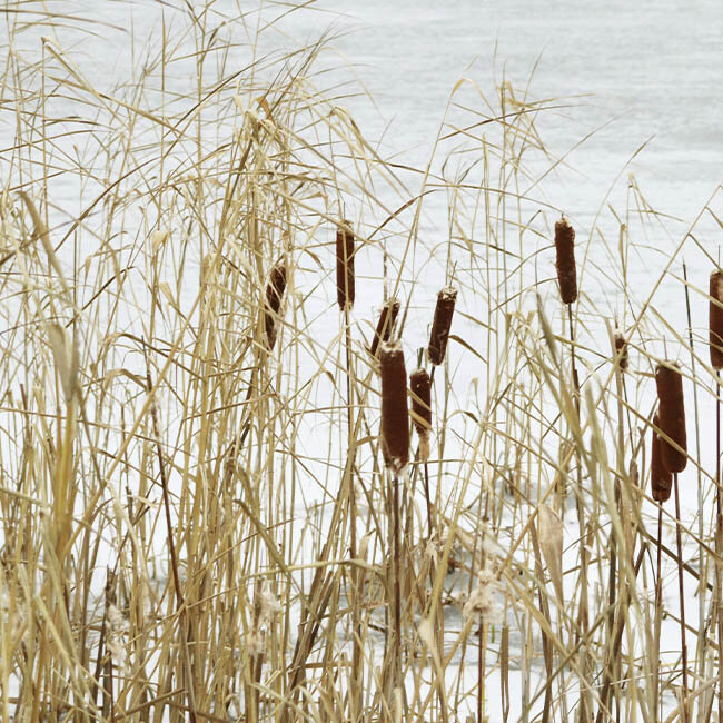 Blumen-Risse, Ratgeber, Winter, Winter-im-Garten, Grau, Weiss, Beige, Braun, Schilf, Teich, Winter, Garten, zugefroren, Pflege