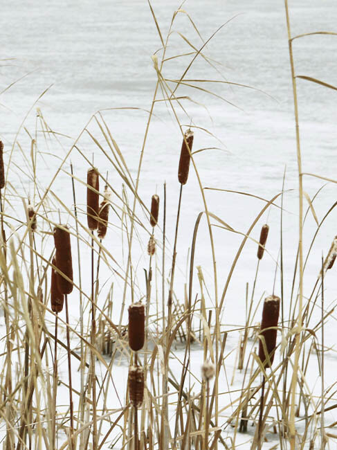 Blumen-Risse, Ratgeber, Winter, Winter-im-Garten, Grau, Weiss, Beige, Braun, Schilf, Teich, Winter, Garten, zugefroren, Pflege