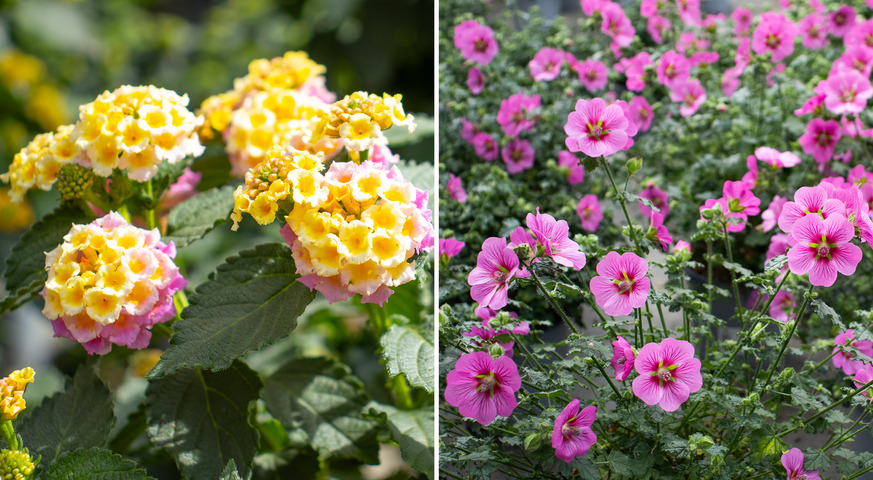 Besuch beim StämmchenLieferanten Blumen Risse