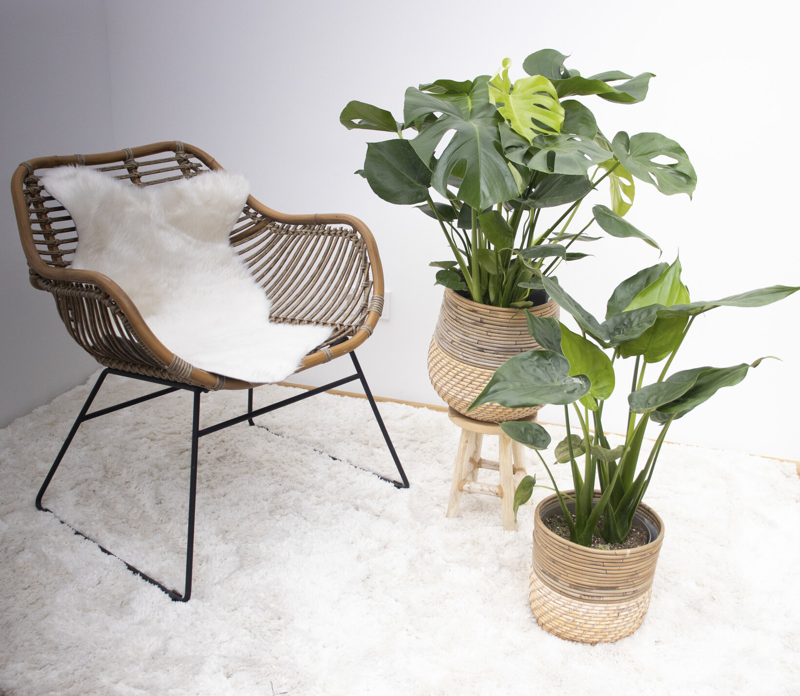 Pflegetipps-Monstera - Blumen Risse