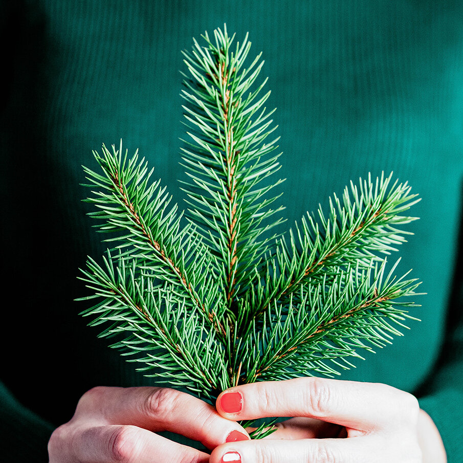  	Mit den richtigen Tipps bleibt Dein Weihnachtsbaum grün und nadelt nicht.