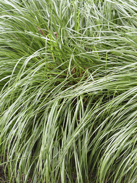 Blumen-Risse, Pflanzenratgeber, Graeser, Ziergras-Gras-Carex, Gruen, Wintergruenes-Gras, Beet-und-Kuebelpflanze, Staude-im-Beet
