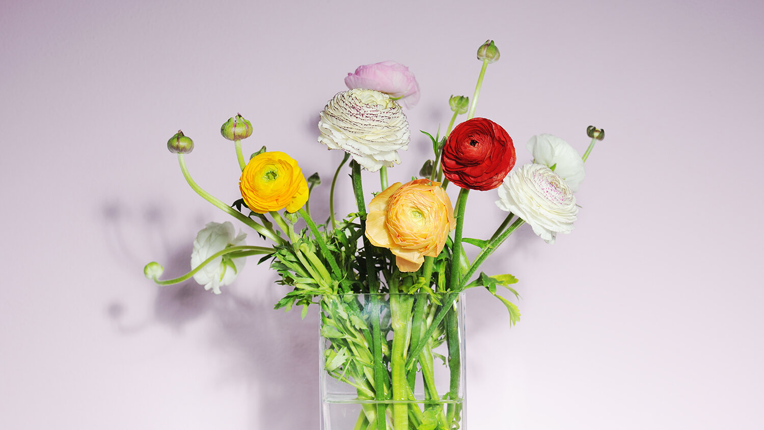 Blumen-Risse, Pflanzenratgeber, Ranunkel, Ranunkeln-in-Glasvase-vor-fliederfarbenem-Hintergrund