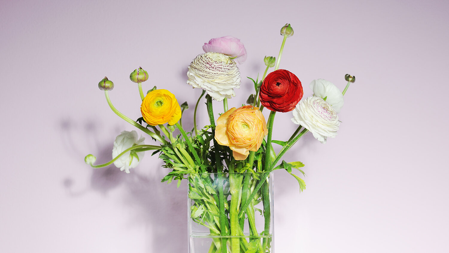 Blumen-Risse, Pflanzenratgeber, Ranunkel, Ranunkeln-in-Glasvase-vor-fliederfarbenem-Hintergrund