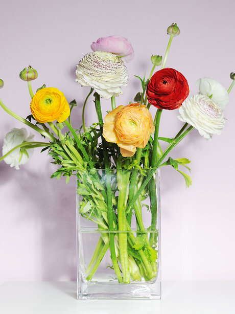 Blumen-Risse, Pflanzenratgeber, Ranunkel, Ranunkeln-in-Glasvase-vor-fliederfarbenem-Hintergrund