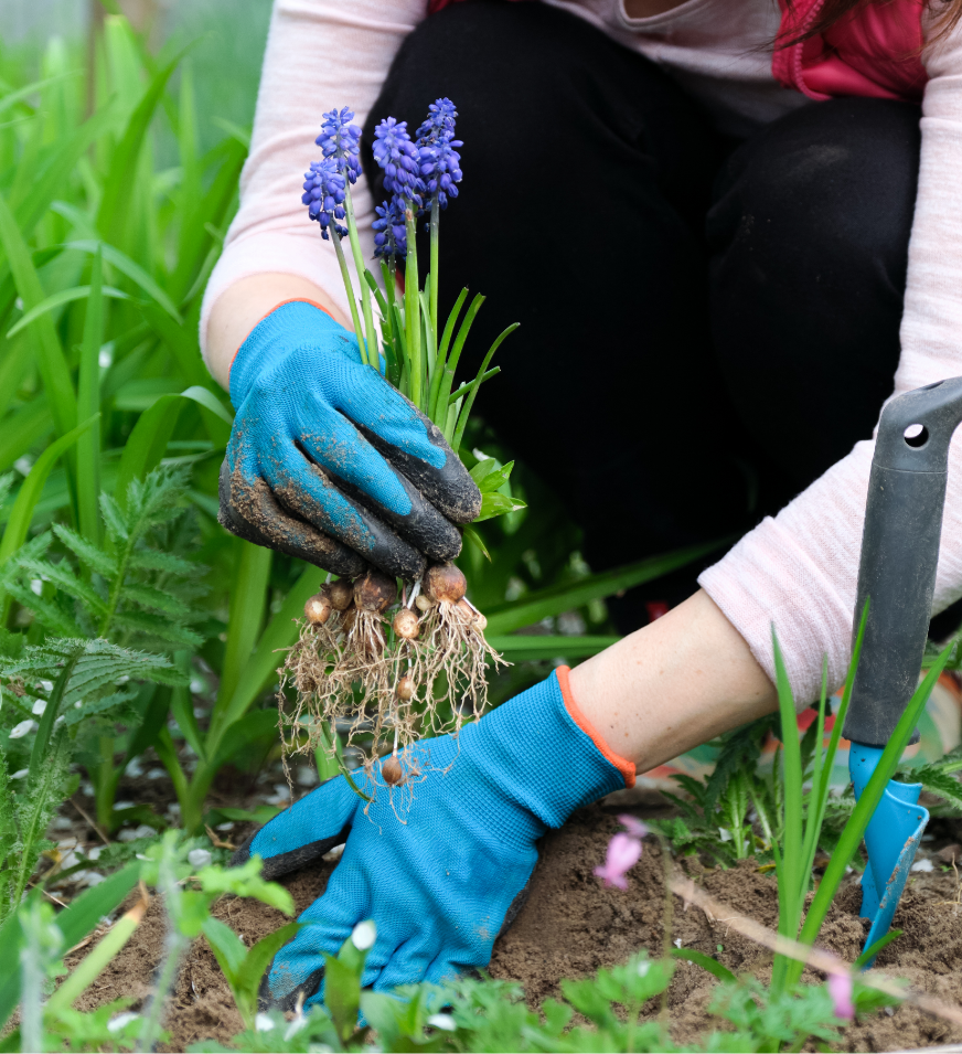 Blumen-Risse, Ratgeber, Einpflanzen, Blumen, Pflanzen, Gruen, Fruehling