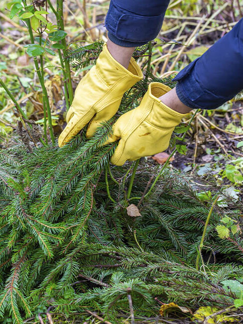 gartenpflanzen winterhart, Hände legen zum Schutz vor Frost Tannenzweige an die Pflanze