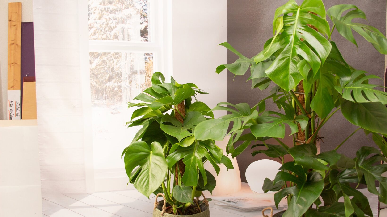 Pflegetipps-Monstera - Blumen Risse