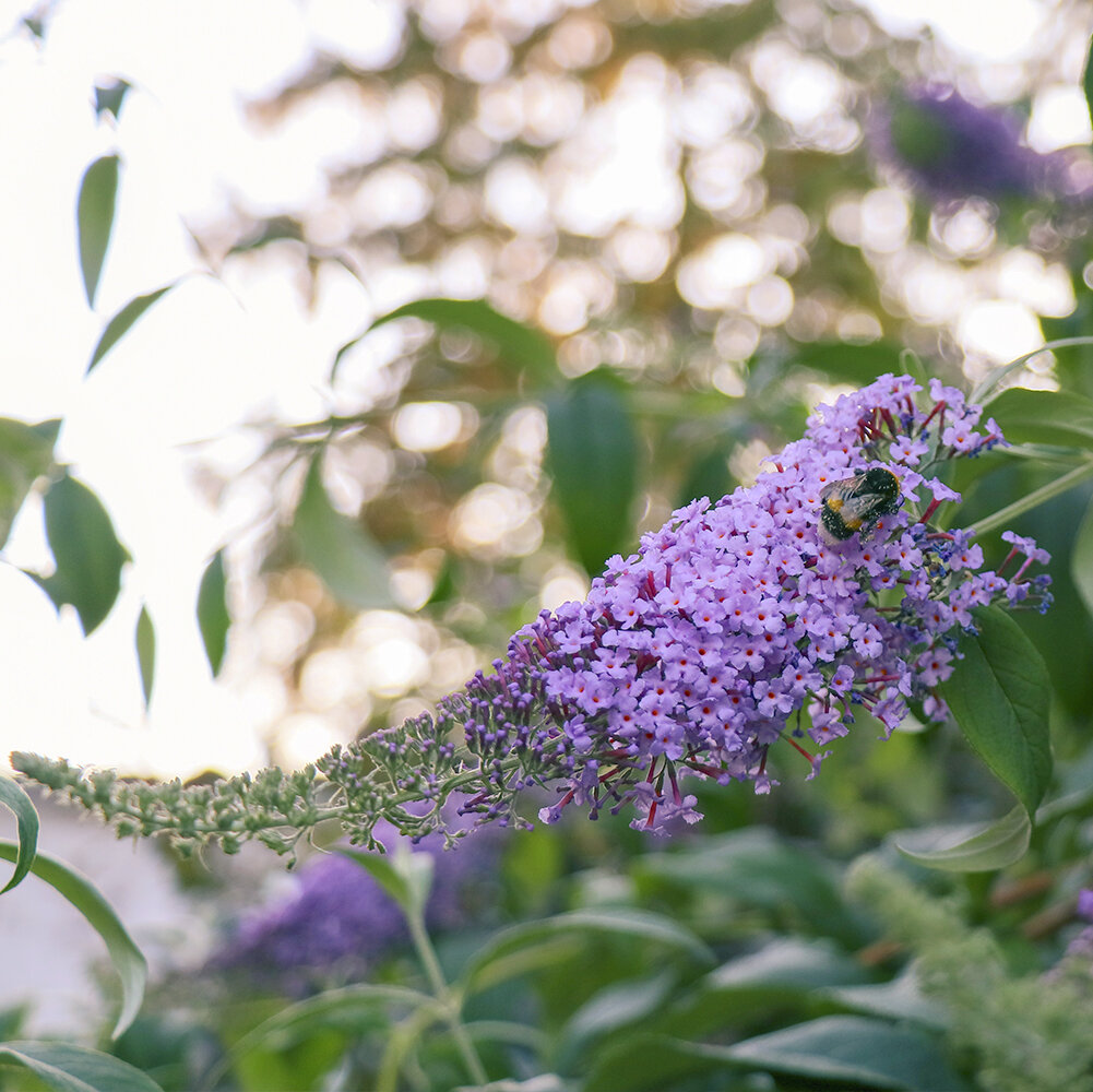 Flieder (Syringa) pflegen, Arten erkennen und Sommerflieder richtig whlen  - Blumen Risse