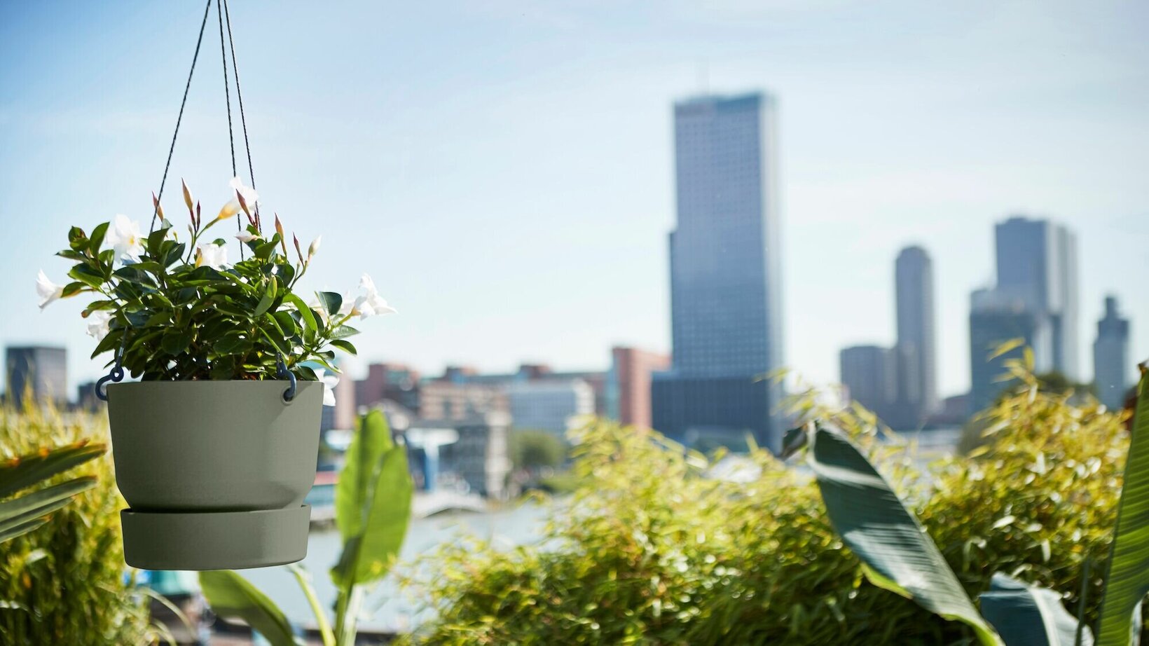 Blumen Risse, Sortiment, Pflanzen, Uebertoepfe, Pflanzgefaesse, Hängeampel, Ampel, Skyline