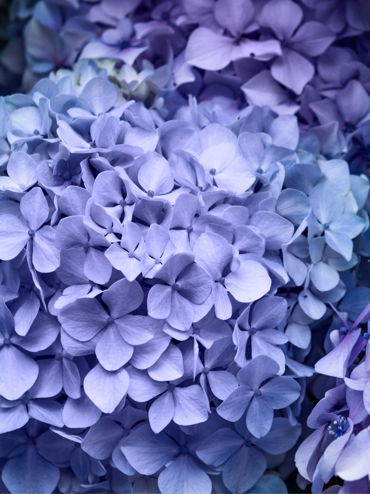 Blumen-Risse, Sortiment, Pflanzen, Beetpflanzen, Ballhortensie, Lila, Blau, Blueten, Ausschnitt, Hortensie