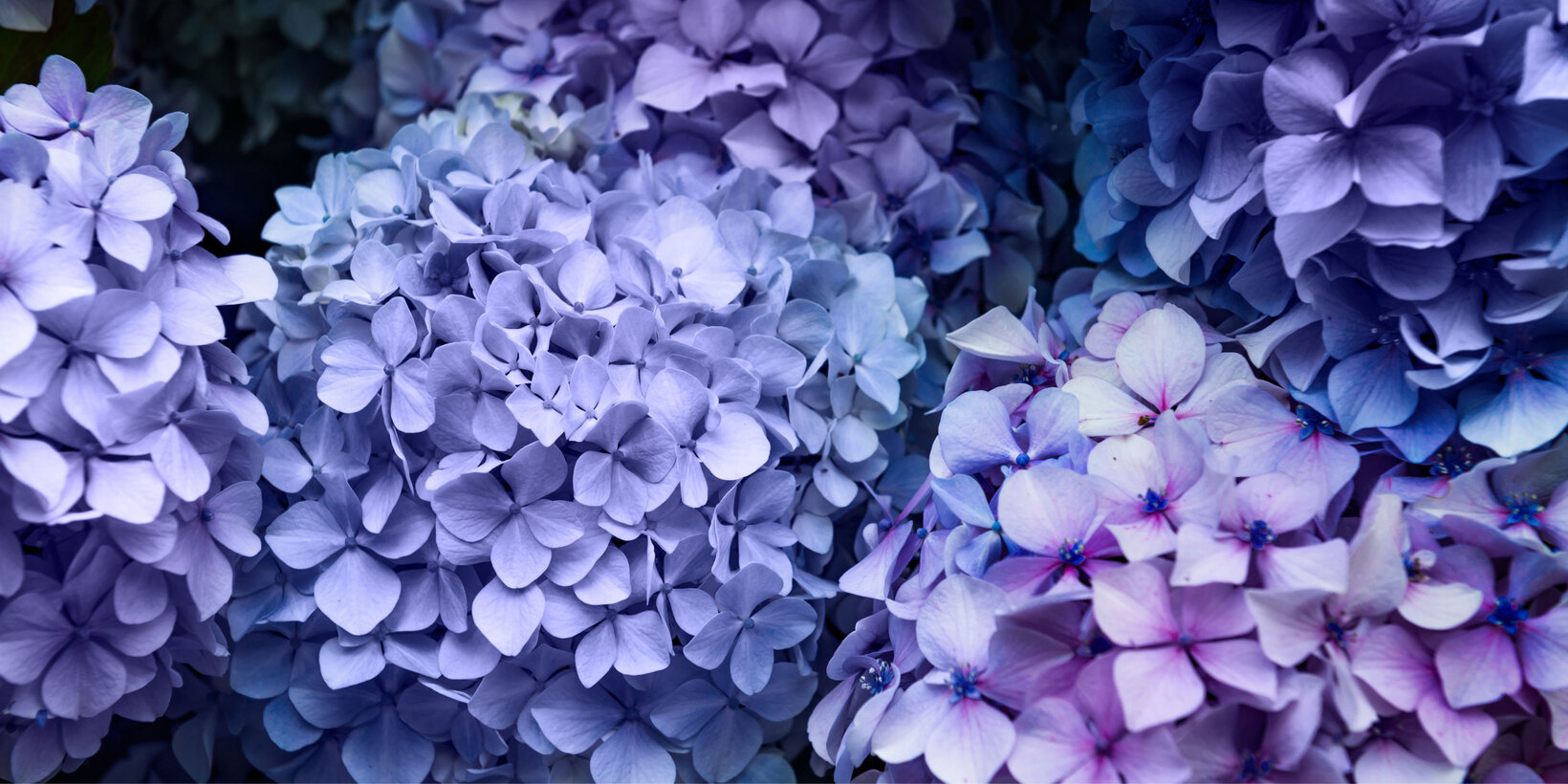 Blumen-Risse, Sortiment, Pflanzen, Beetpflanzen, Ballhortensie, Lila, Blau, Blueten, Ausschnitt, Hortensie