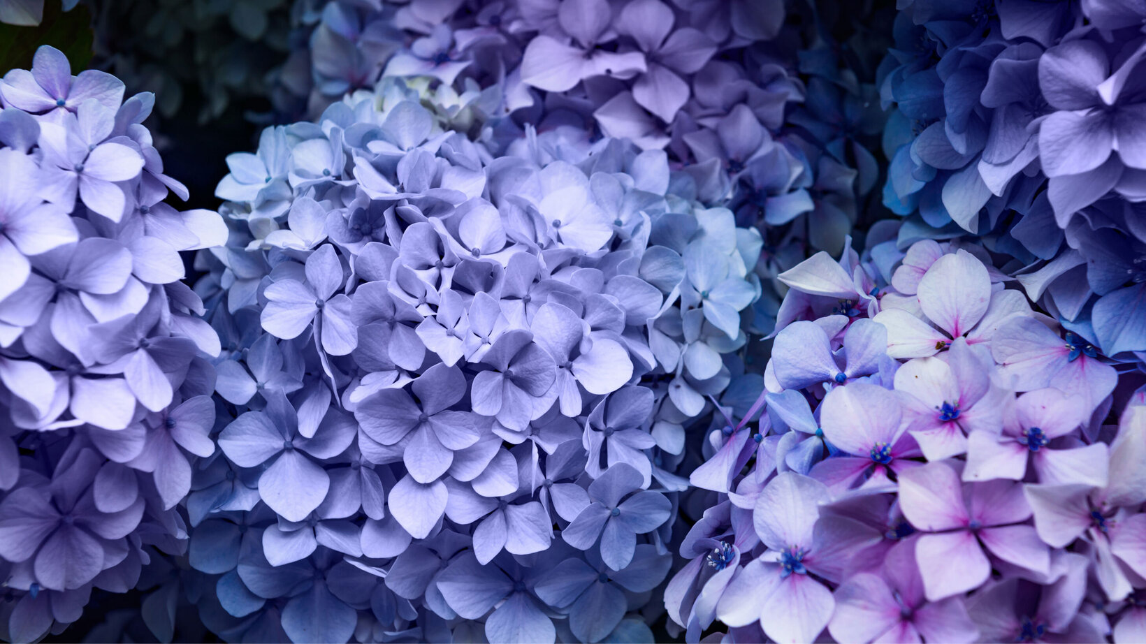 Blumen-Risse, Sortiment, Pflanzen, Beetpflanzen, Ballhortensie, Lila, Blau, Blueten, Ausschnitt, Hortensie