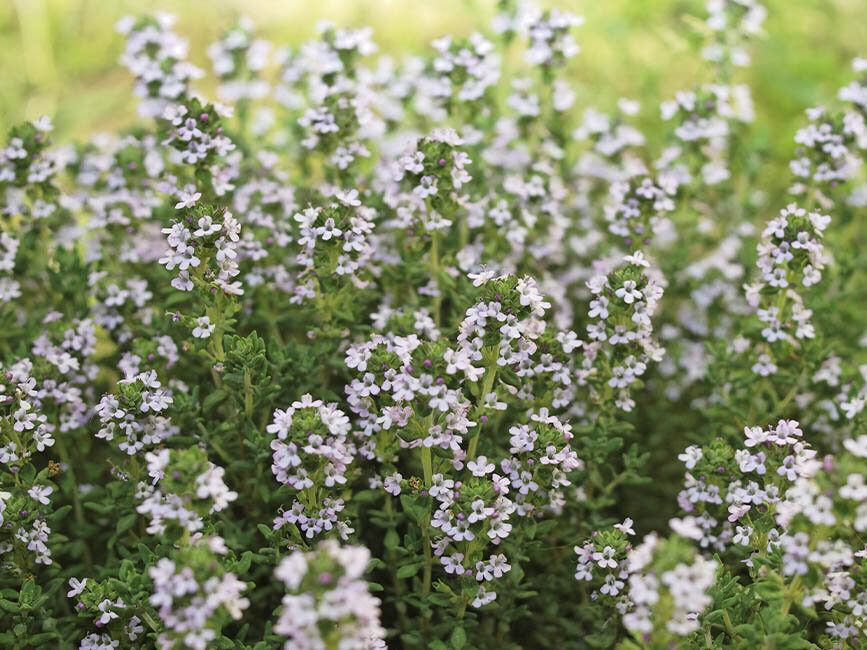 Blumen-Risse, Sortiment, Pflanzen, Bodendecker, Rosa, Gruen, Polsterstaude, Thymian, Pflanze, Blueten, Beet, Bodendecker, Garten