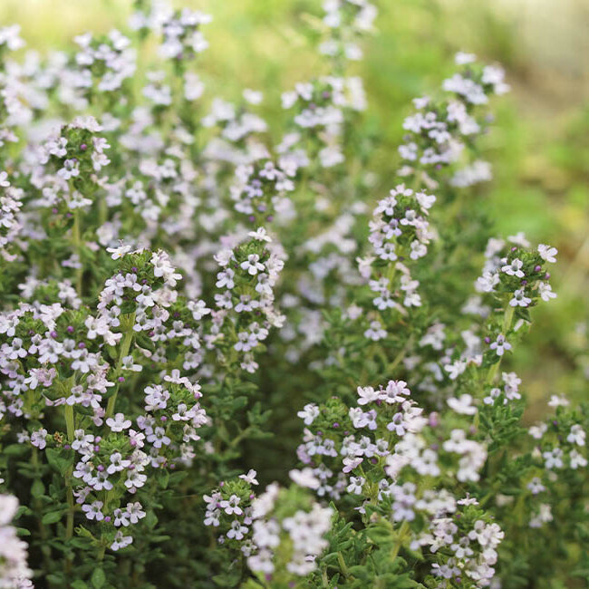 Blumen-Risse, Sortiment, Pflanzen, Bodendecker, Rosa, Gruen, Polsterstaude, Thymian, Pflanze, Blueten, Beet, Bodendecker, Garten