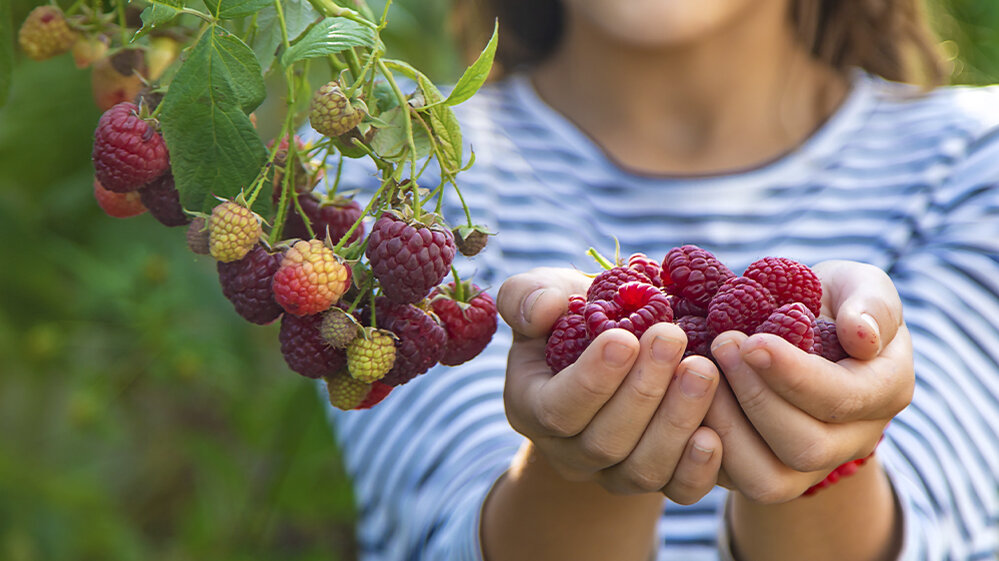 Blumen-Risse, Ratgeber, Beerenstraeucher, Kind-am, Himbeerstrauch-hat-beide-Haende-mit-geeernteten-Himbeeren-voll