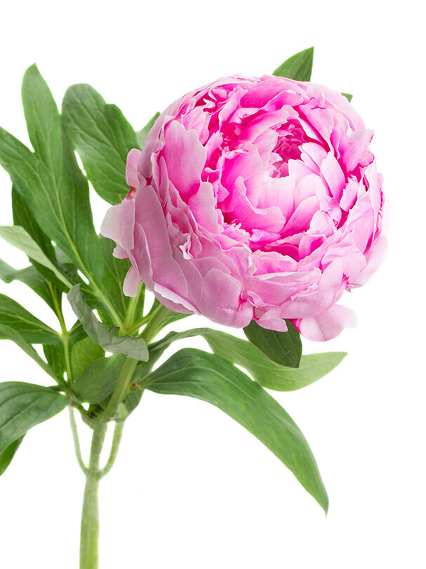 Blumen-Risse, Muttertag, Schnittblume, Pfingstrose, Liebe, Zuneigung, Danke