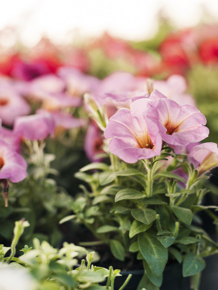 Petunien pflegen: Standort, Gieen, Dngen & Sorten | Blumen Risse - Blumen  Risse