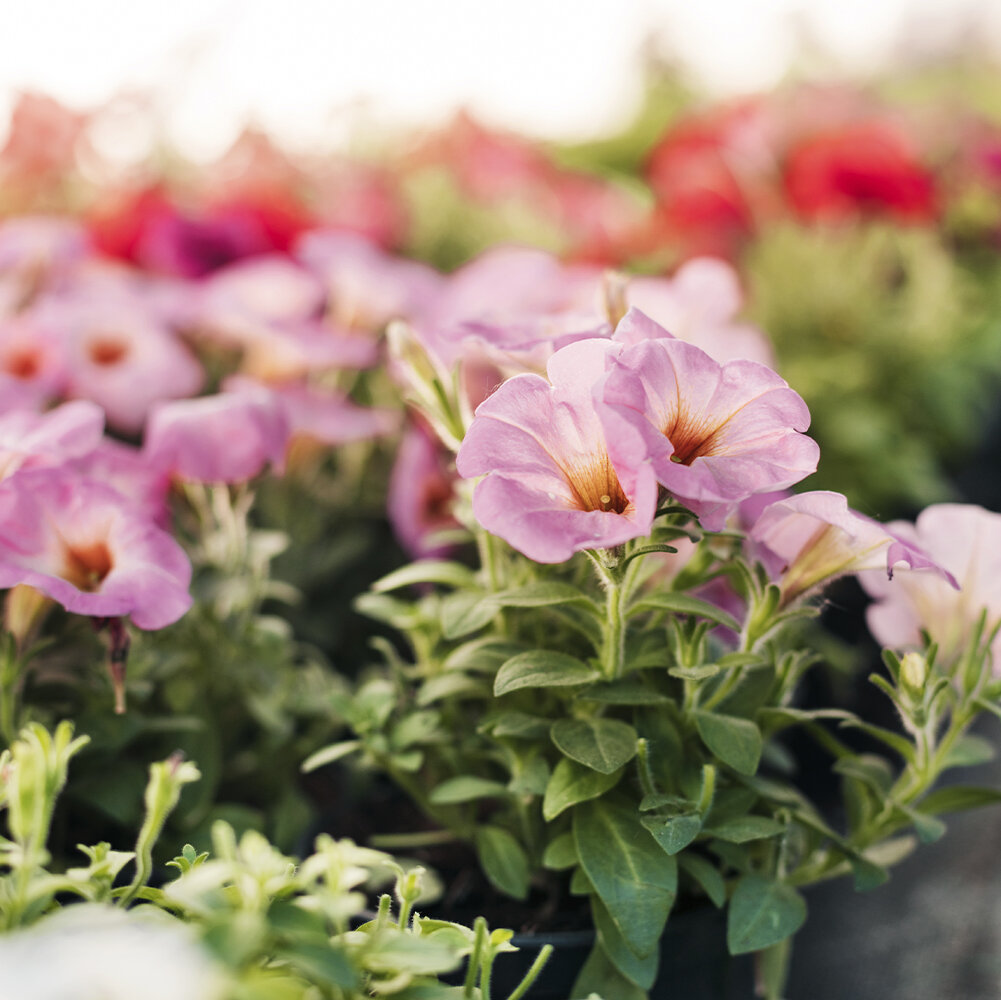 Petunien pflegen: Standort, Gieen, Dngen & Sorten | Blumen Risse - Blumen  Risse