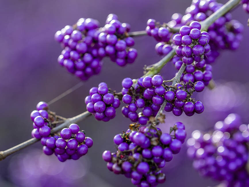 Blumen-Risse, Ratgeber, Winter, Winterliche-Zierstraecher-mit-Beerenschmuck, Lila, Gruen, Liebesperlenstrauch, Beeren, Garten, Strauch