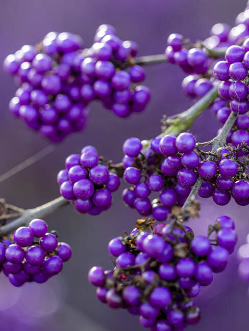 gartenpflanzen winterhart, Detail von lilafarbenen Beeren an Liebesperlenstrauch