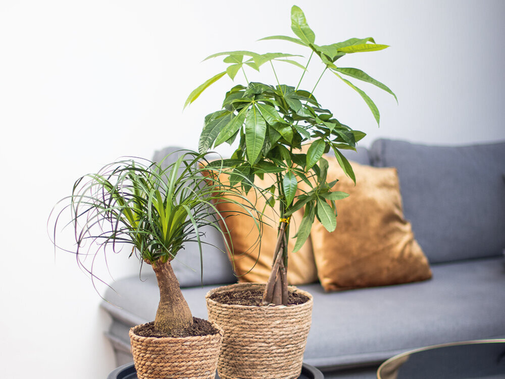 Du kannst Dich nicht entscheiden, welche Zimmerpflanze Du kaufen sollst? Schau doch mal in unserem Online-Ratgeber nach!