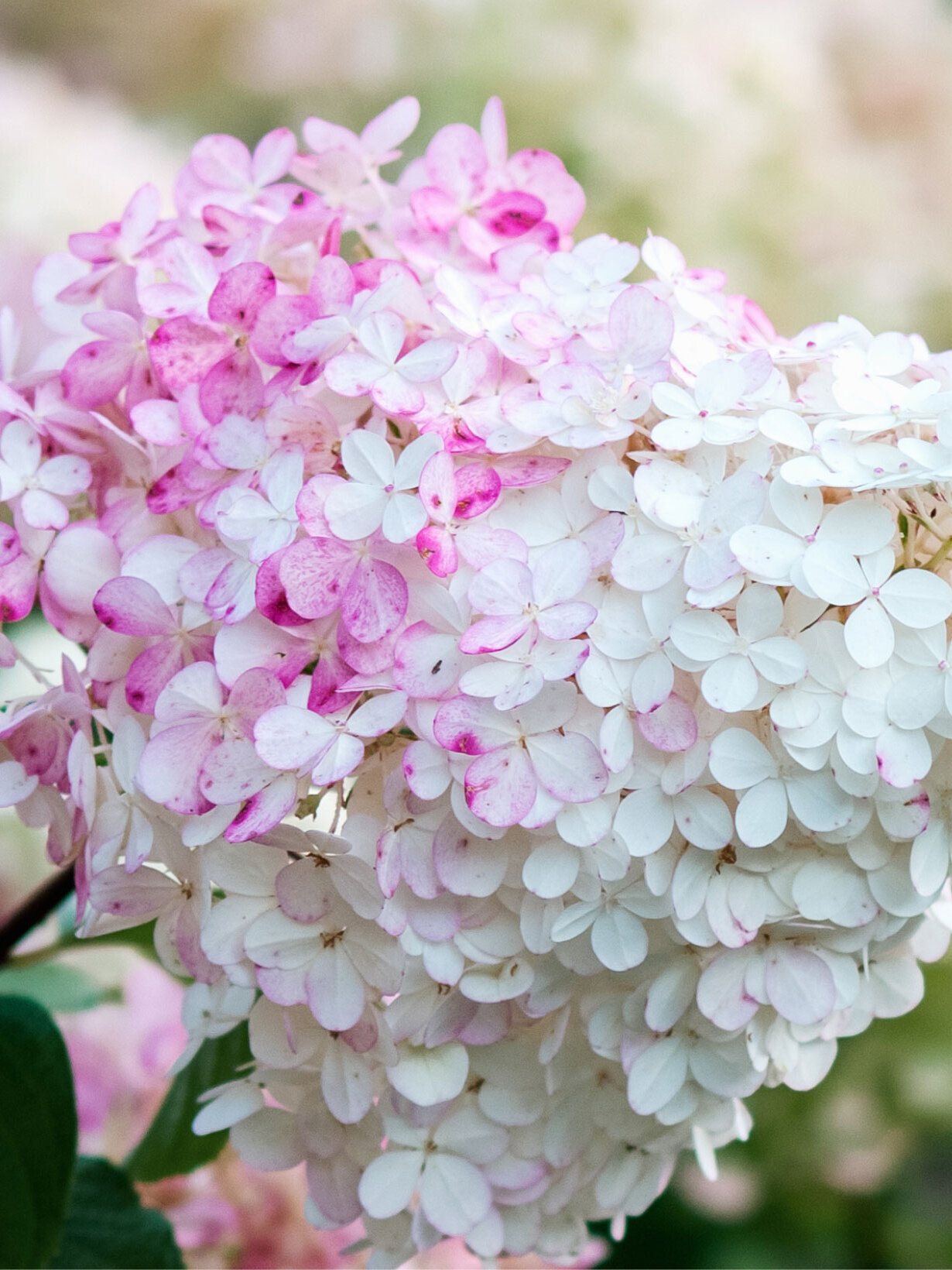 Blumen-Risse, Sortiment, Pflanzen, Beetpflanzen, Rispenhortensie, Weiss, Rosa, Pink, Gruen, Bluete, Garten, Hortensie