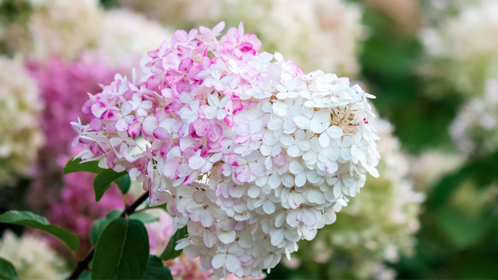 Rispenhortensien kaufen und online bestellen - Blumen Risse