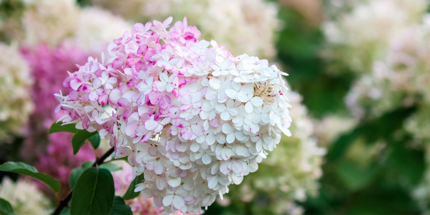 Blumen-Risse, Sortiment, Pflanzen, Beetpflanzen, Rispenhortensie, Weiss, Rosa, Pink, Gruen, Bluete, Garten, Hortensie