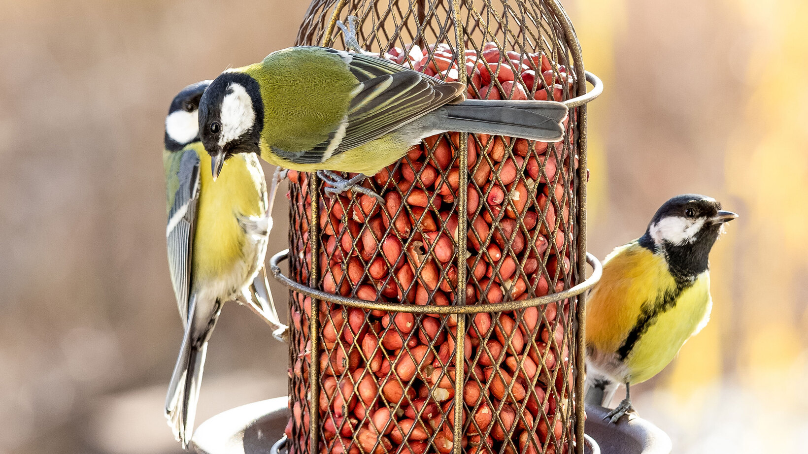 Blumen Risse, Sortiment, Garten, Vogelwelt, Braun, Beide, Grau, Gelb, Schwarz, Vogelfutter, Erdnuesse, Voegel, Meisen, Vogelfutterstation, Garten