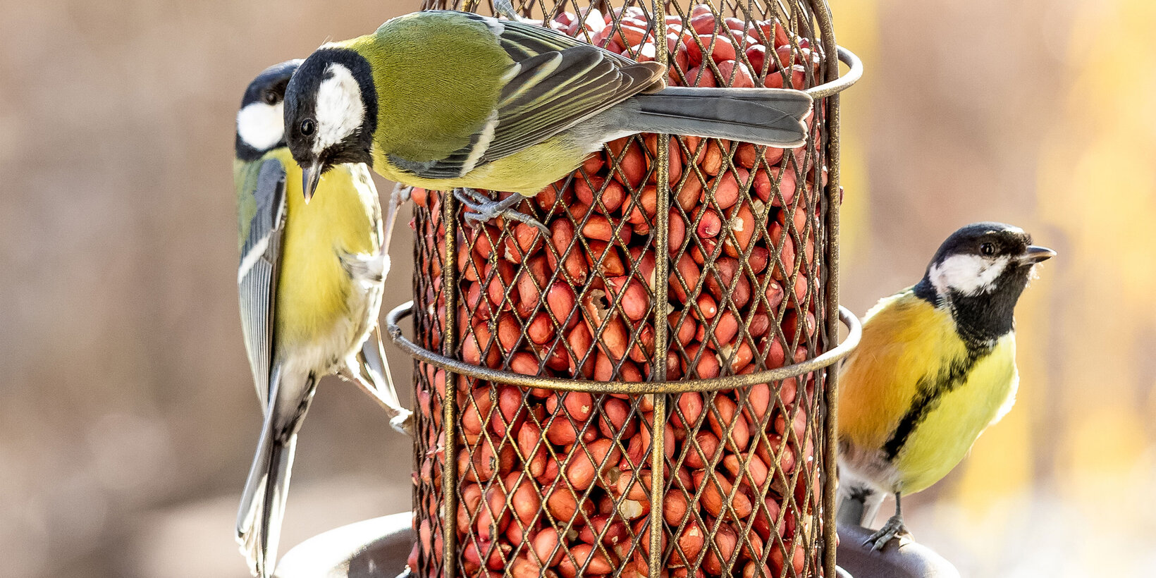 Blumen Risse, Sortiment, Garten, Vogelwelt, Braun, Beide, Grau, Gelb, Schwarz, Vogelfutter, Erdnuesse, Voegel, Meisen, Vogelfutterstation, Garten