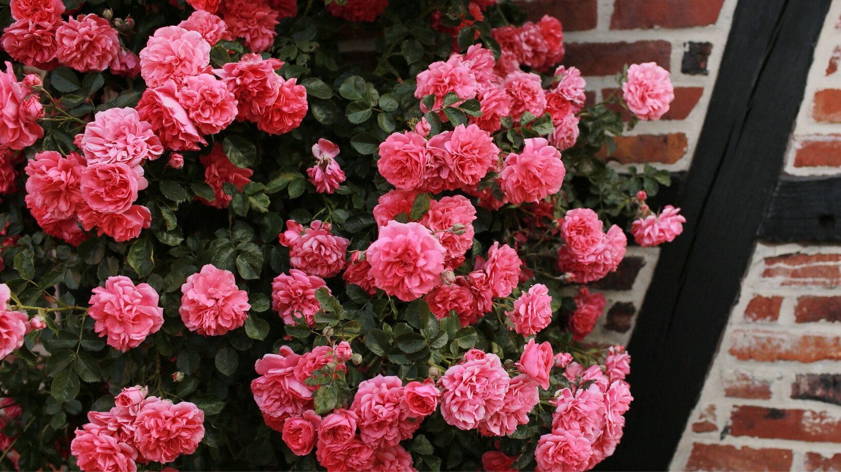 Blumen Risse, Sortiment, Pflanzen, Rosen, Rosa, Gruen, Braun, Beetpflanzen, Kletterrosen, Rose, Garten, Hauswand, Blueten, Pflanze