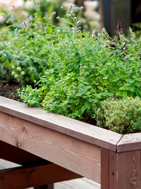 Blumen Risse, Sortiment, Pflanzen, Anzucht, Braun, Gruen, Beige, Hochbeet, Kraeuter, Pfefferminz, Erde, Beet, genießen, Terrasse