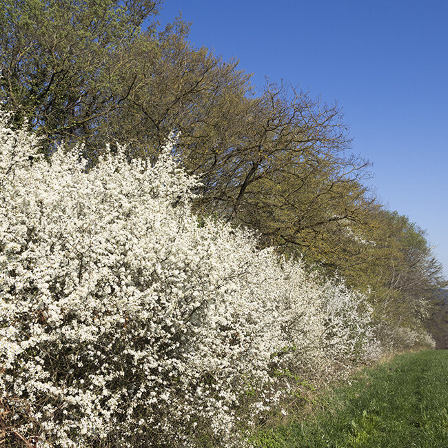 Blhende Hecken bei Blumen Risse - Blumen Risse